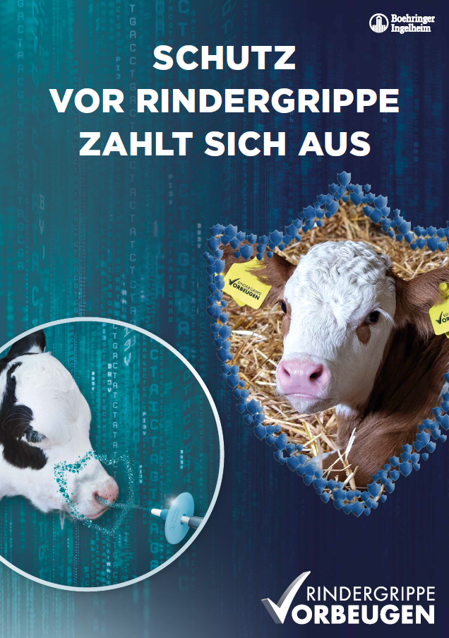 Schutz vor Rindergrippe zahlt sich aus