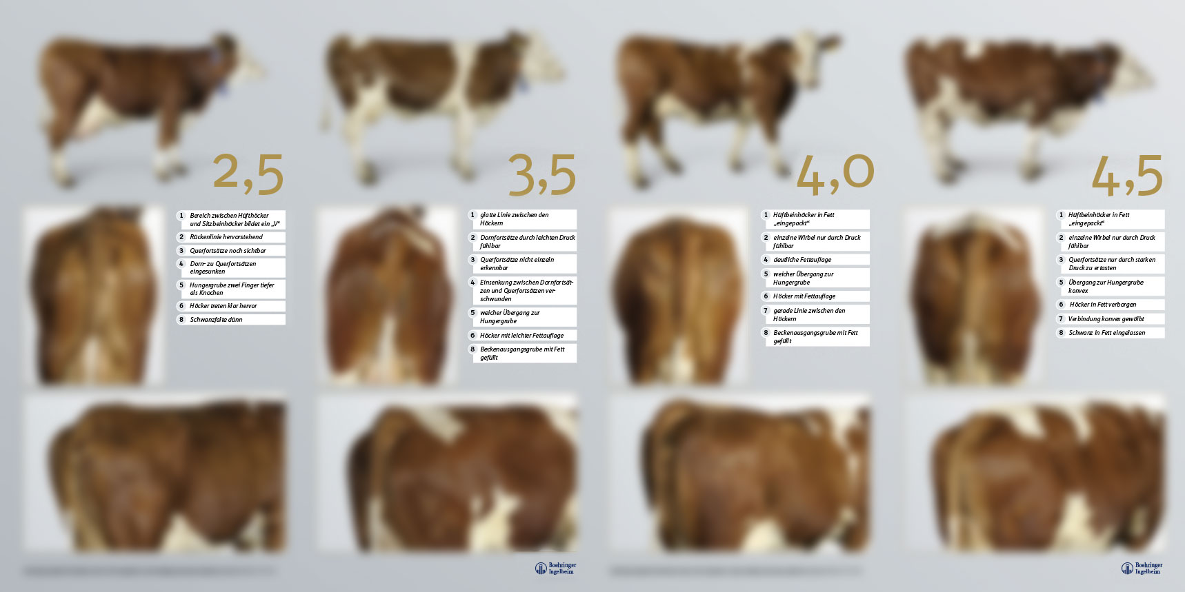 BCS – Body Condition Scoring für Fleckvieh