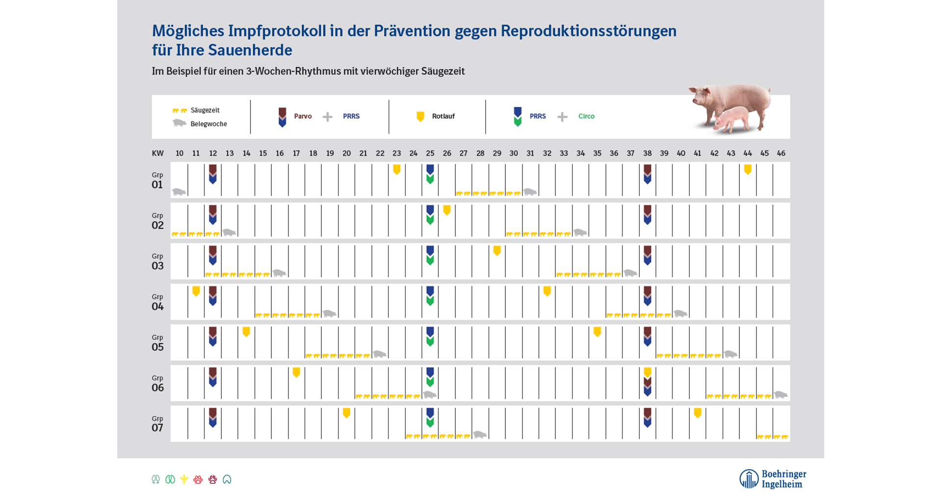 Sauenimpfkonzept