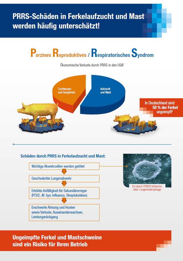 Infoblatt "PRRS-Schäden in Ferkelaufzucht und Mast"