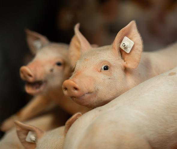 Schweinefachgespräch 20.04.2023