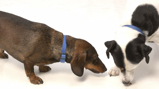 Produkte und Gebrauchsinformationen Hunde und Katzen Vetmedica