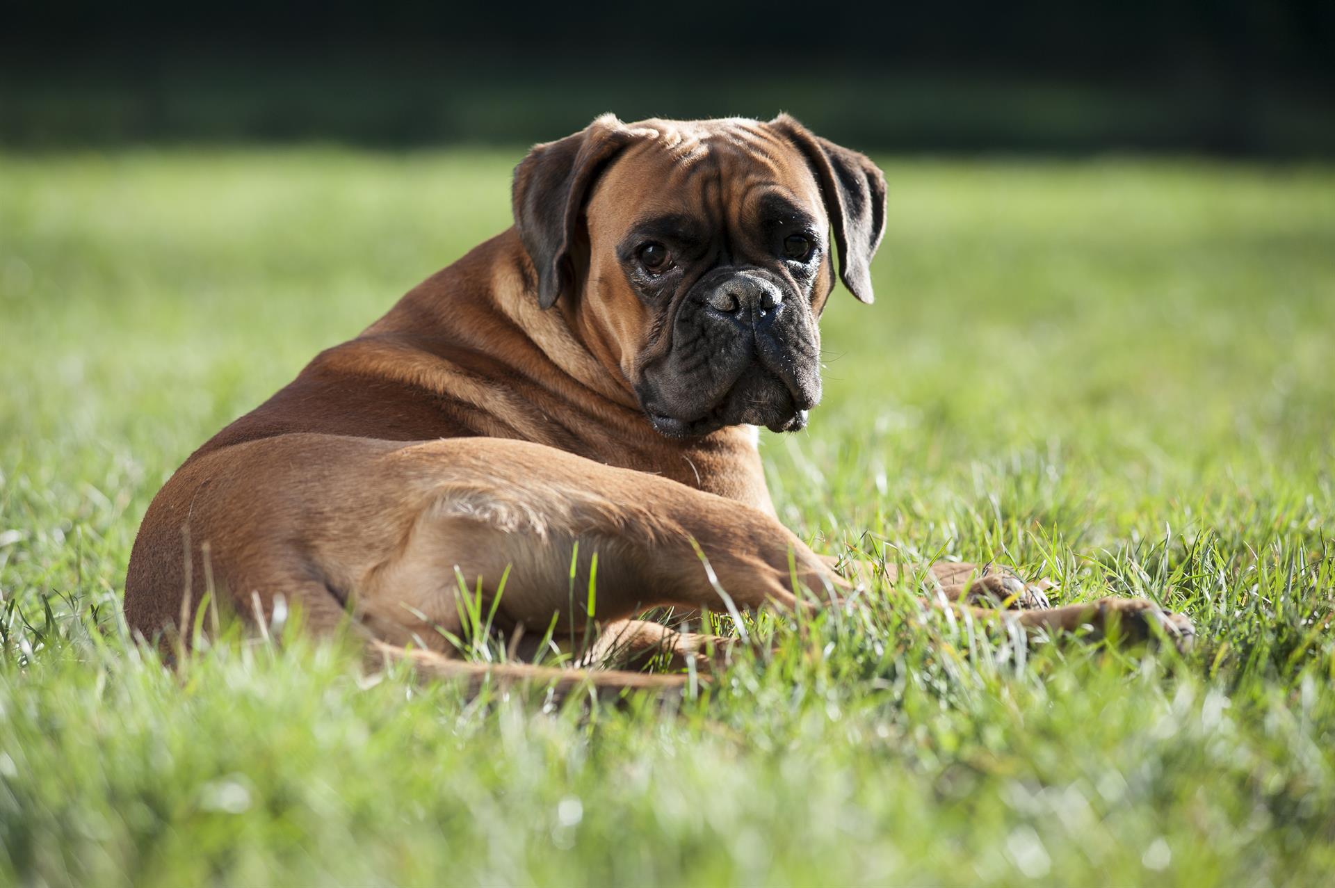 Impfung bei Hund und Katze Vetmedica