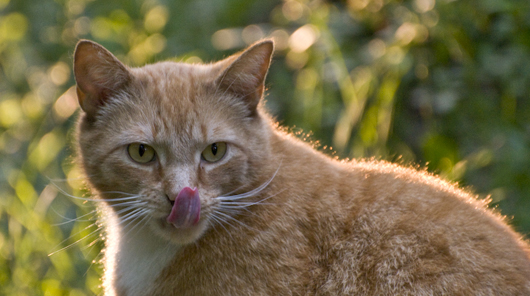 Produkte und Gebrauchsinformationen Hunde und Katzen Vetmedica