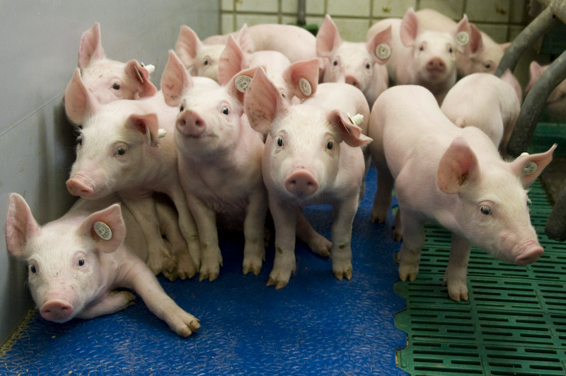 Boehringer Ingelheim Vetmedica GmbH führendes Unternehmen Vetmedica
