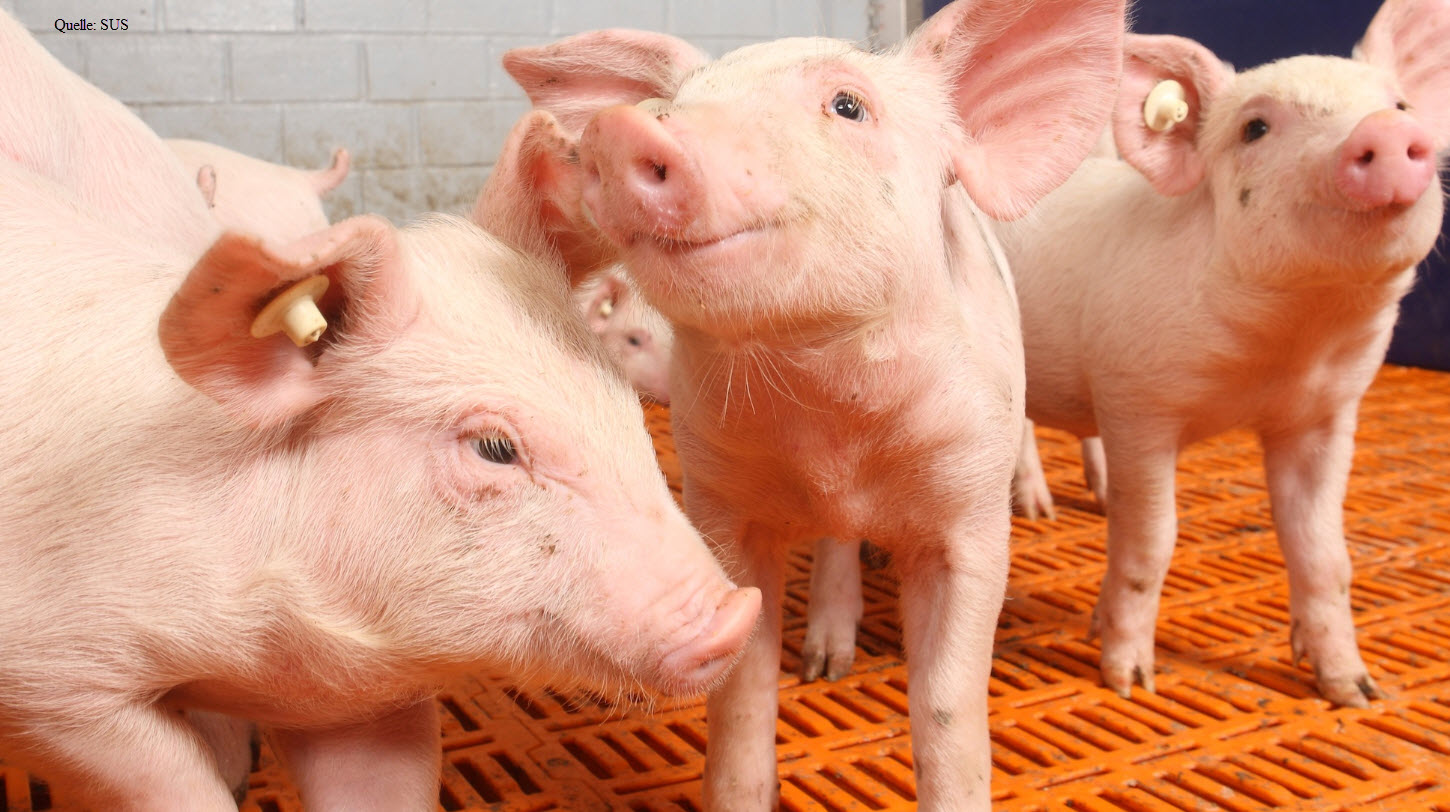 Tag der Tiergesundheit Schwein 20.+21.11.2019
