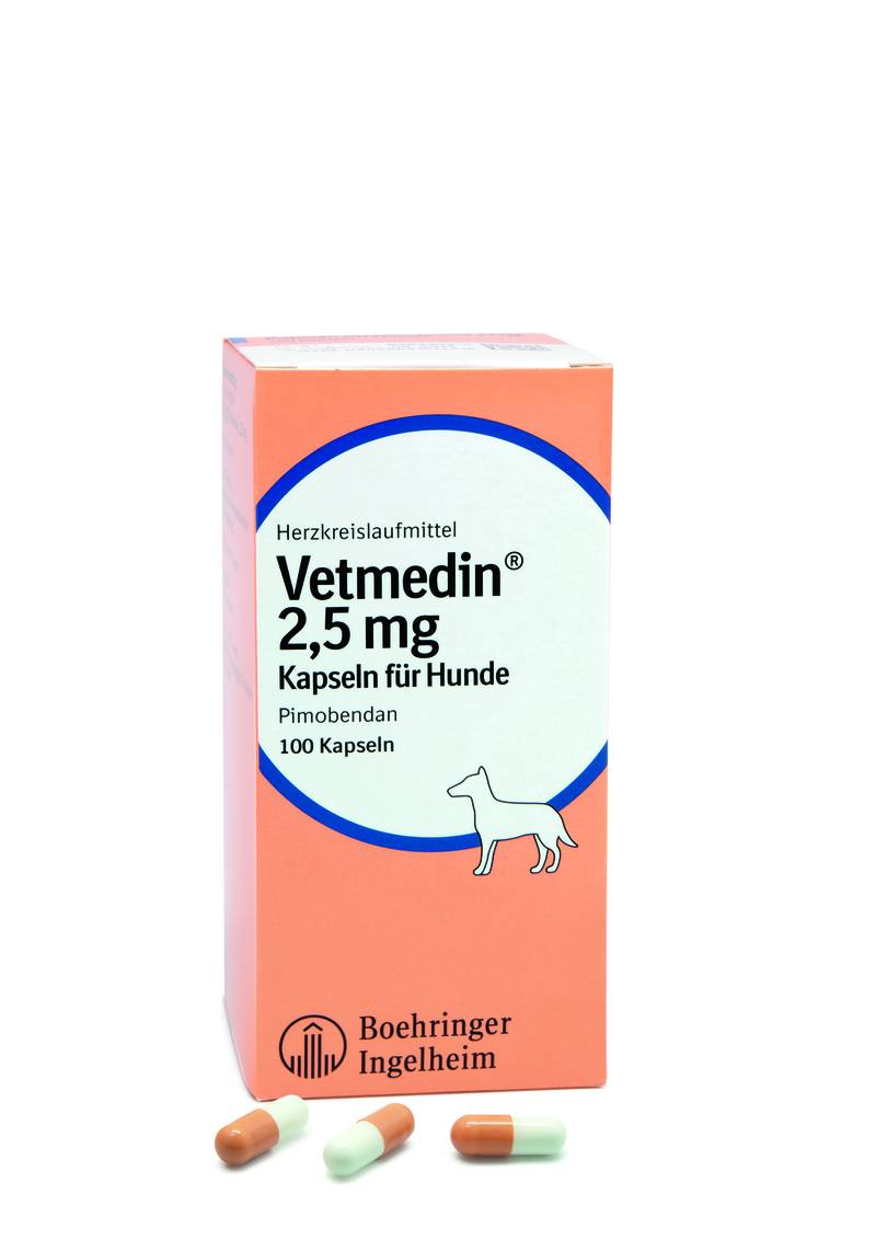 clostridien hund