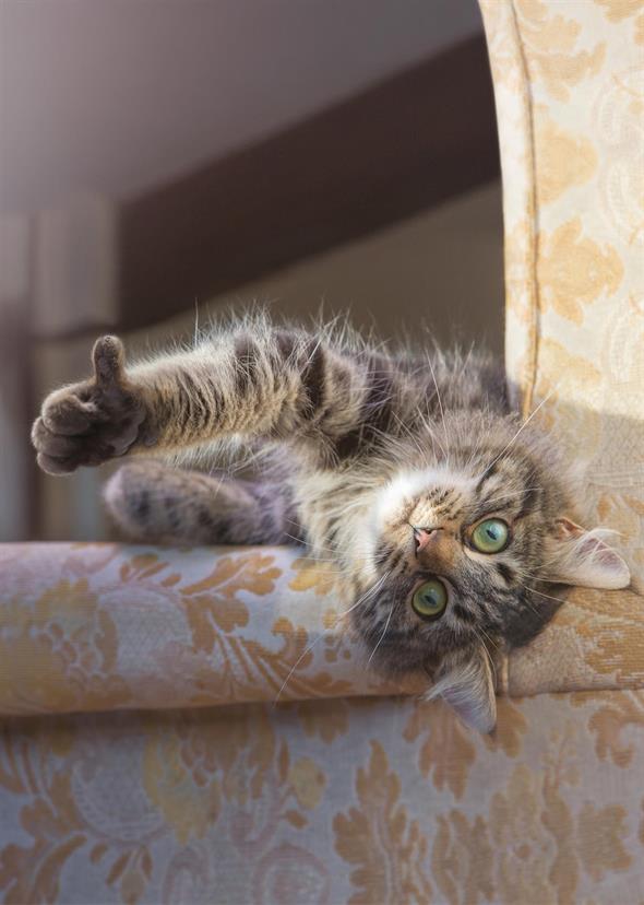 Nierendiagnostik bei der Katze – Was? Wie? Warum?