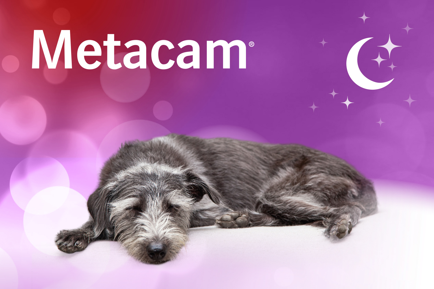 Metacam Gewinnspiel Newsletter Nov. 2019 (2) Vetmedica
